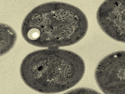 <em>Synechocystis</em> cyanobacteria