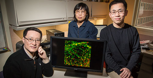 University of Illinois cell and developmental biology professor Fei Wang, left; visiting scholar Qiuhao Qu, center; materials science and engineering professor Jianjun Cheng