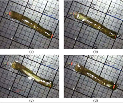 This set of images shows a free-floating hydrogel (2.6 cm in length) moving through water as it shrinks and swells