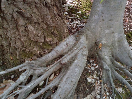 Natural grafting between an oak (left) and a beech