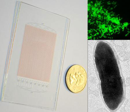 Photograph of a glass SlipChip for growing microbes, shown next to a US quarter