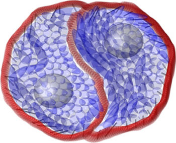 The cell cytoplasm (blue) interacts with the cell membrane (red) through actomyosin activity (silver rods)
