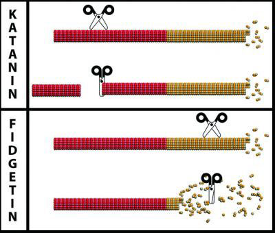 Microtubule-Severing Proteins