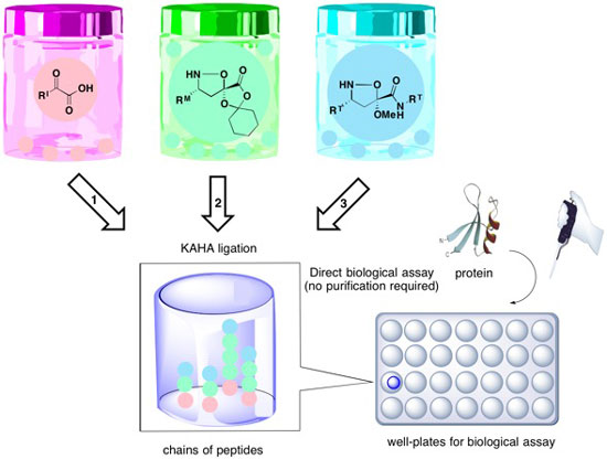 Synthetic fermentation of bioactive non-ribosomal peptides