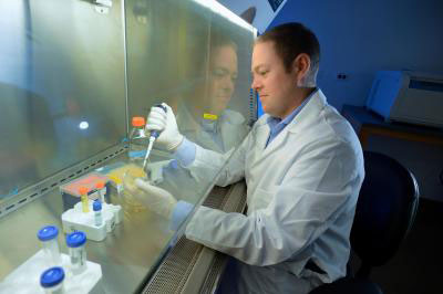 Kenneth Oestreich, an assistant professor at the Virginia Tech Carilion Research Institute, studies how cells combat infections