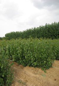 A poplar plantation