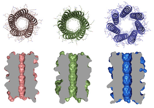 Orthogonal views of 5-, 6- and 7-helix barrel proteins