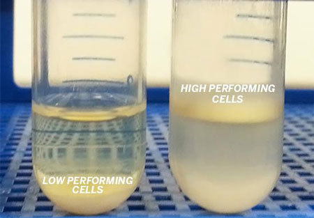 High Performing/Low Performing Yeast Cells