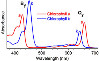 chlorophyll a's and b’s light absorption