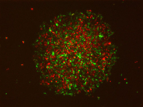 colony of Delta-positive (red) and Notch-active (green) cells