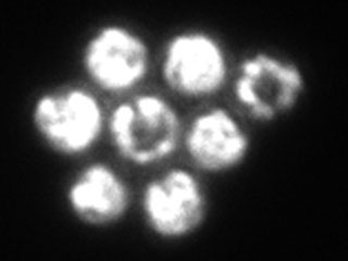Thiovulum cells cluster together to form a repeating pattern known as a hexagonal lattice