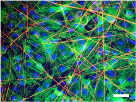 heart tissue cells grown on a matrix, stained with fluorescent markers