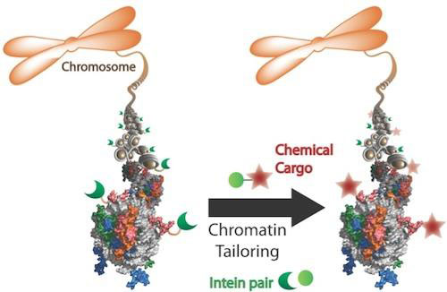 introducing chromatin into DNA
