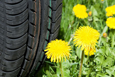 Rubber from Dandelions