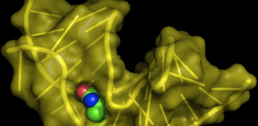 Structure of the biotin RNA aptamer (yellow) complexed with biotin
