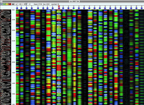 The end result of a DNA sequencing process