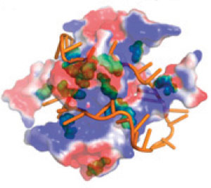 back brace protein structure