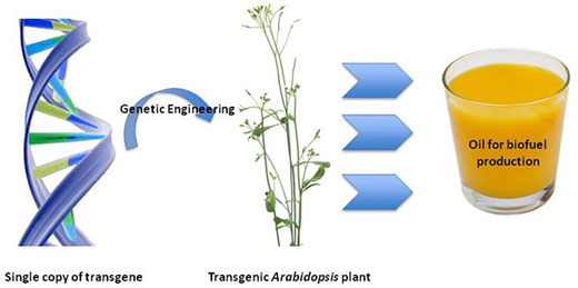 Transgenic plants have increased levels of triacylglycerol for biodiesel production