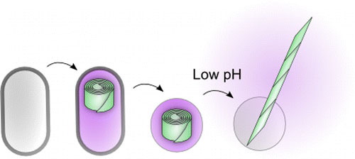 A Tunable Protein Piston That Breaks Membranes to Release Encapsulated Cargo