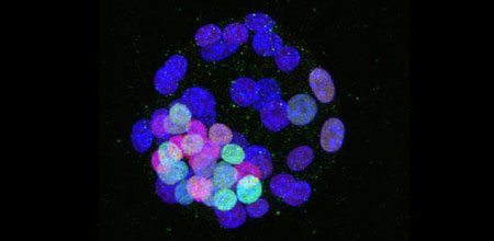 Mouse blastocyst at the pluripotent stage