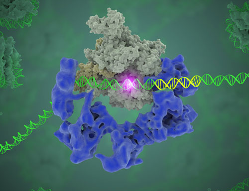 TFIID (blue) as it contacts the DNA and recruits the polymerase (grey) for gene transcription