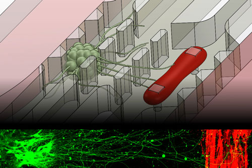 microfluidic device that replicates the neuromuscular junction