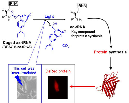 Photoinduced DsRed synthesis in a mammalian cell