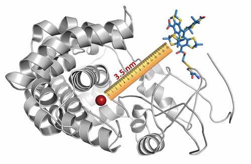 fitting a cytochrome molecule with a magnetic label (blue-yellow-red structure top right)