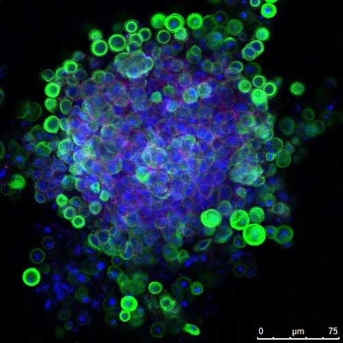 Immunofluorescent image of hair follicle stem cells