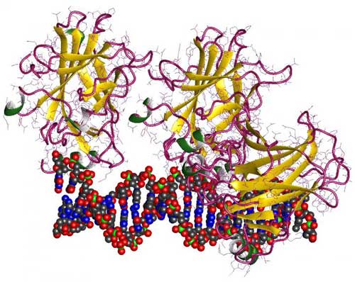 Tumor suppressor p53 trimer and DNA fragment
