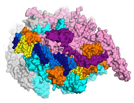 3-D map of a cluster of bacterial proteins