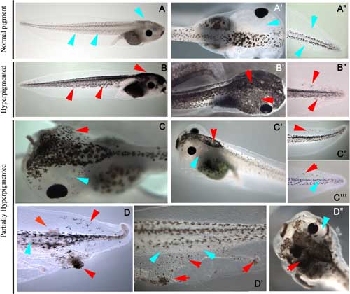 In vivo validation of the computationally-discovered, partially converted tadpole phenotype