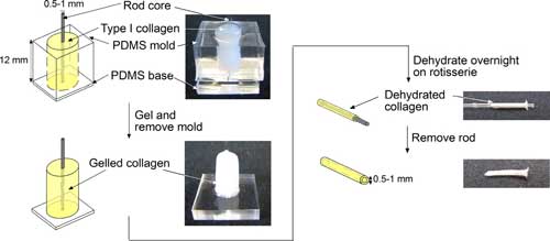 Scheme for the formation of dried collagen tubes with less than 1 millimeter inner diameter