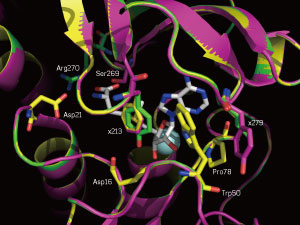 A close-up of the SAM-binding sites of the native enzyme (yellow) and two mutants (magenta and green)