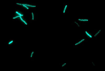 Factories of E. coli bacteria, producing P450, bound to green fluorescent protein