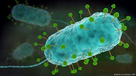 Artist's impression of phages (green and yellow) attacking a bacterium (blue)