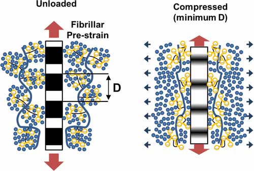 Temporal Changes in Nanoscale Fibrillar Pre-Strain and Molecular Organization during Physiological Loading of Cartilage