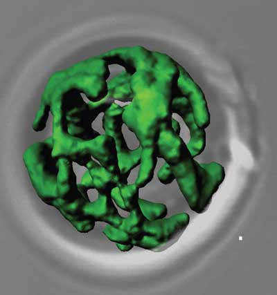 The net-like structure of green colored mitochondria from the baker’s yeast model organism