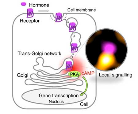 Upon binding of a hormone (TSH), the receptor is taken up by the cell (internalization) and transported to the TGN, where it induces local cAMP production and PKA activation