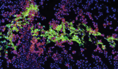 bioprinted human liver tissue