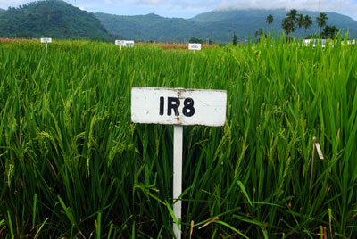 rice plants IR8