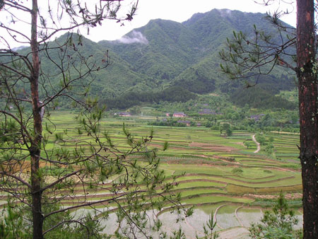 Rice paddies next to a village in China