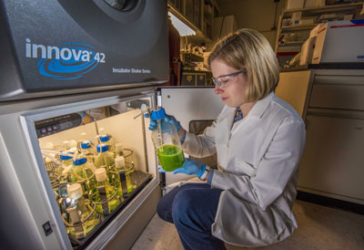 Truman Fellow Anne Ruffing looks at a flask of cyanobacteria