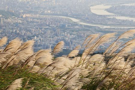 Miscanthus grass in front of a smoggy city