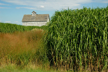 Miscanthus and switchgrass