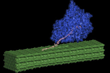 An enzyme (shown in blue) pulls out individual cellulose chains (pink) from the pretreated nanofiber surface (green) and then breaks them apart into simple sugar
