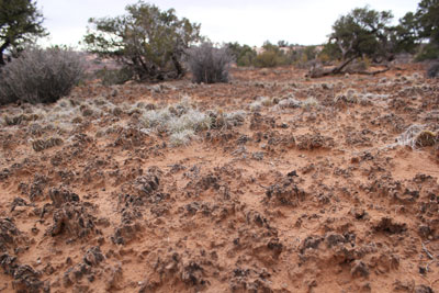 desert soil