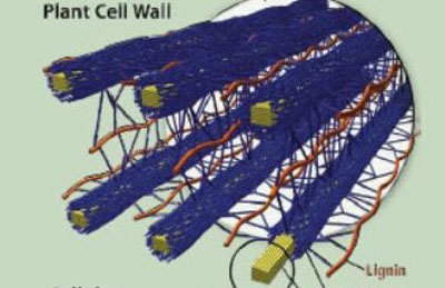 lignin in plant cell walls