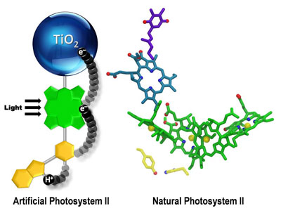 An artificial photosynthetic reaction center containing a bioinspired electron relay (yellow) mimics some aspects of photosynthesis