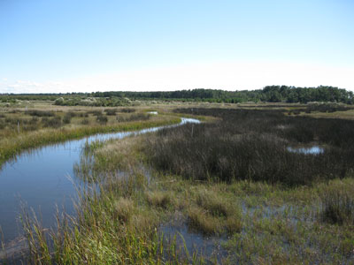 brackish marsh